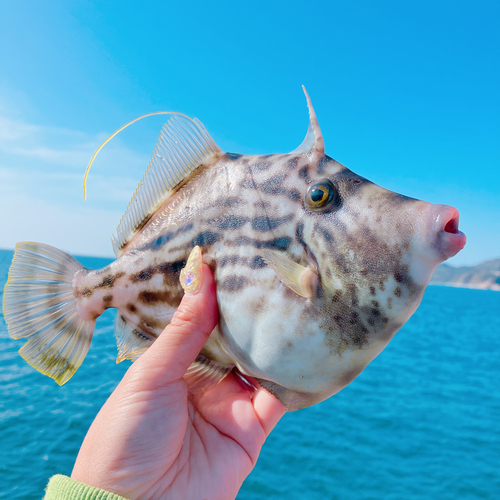 カワハギの釣果