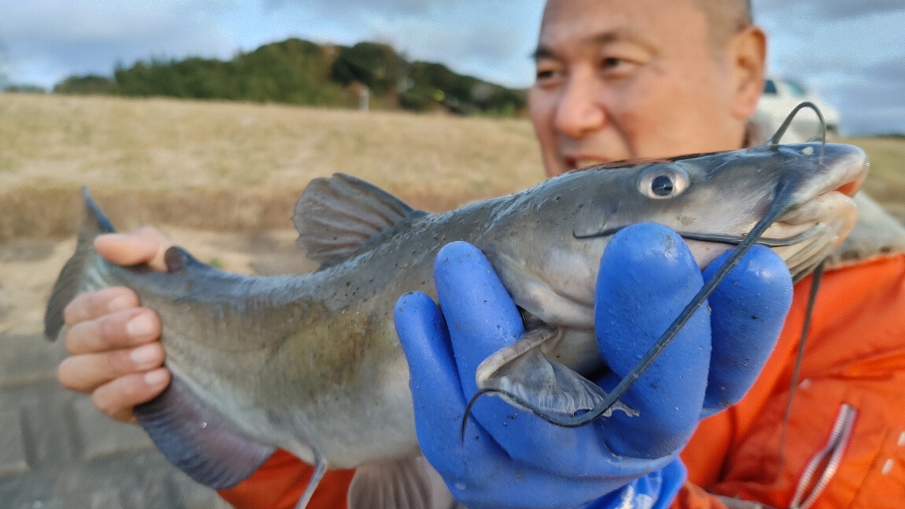 アメリカナマズ