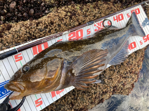 アイナメの釣果