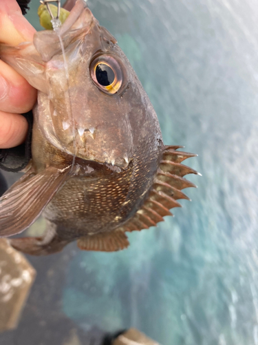 エゾメバルの釣果