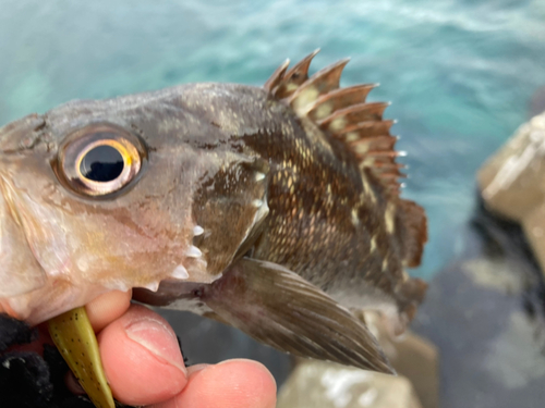 エゾメバルの釣果