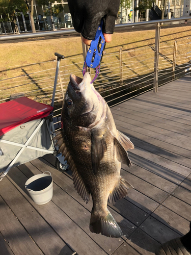 チヌの釣果