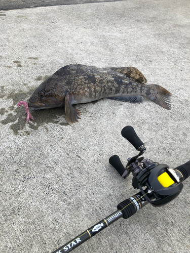 アブラコの釣果