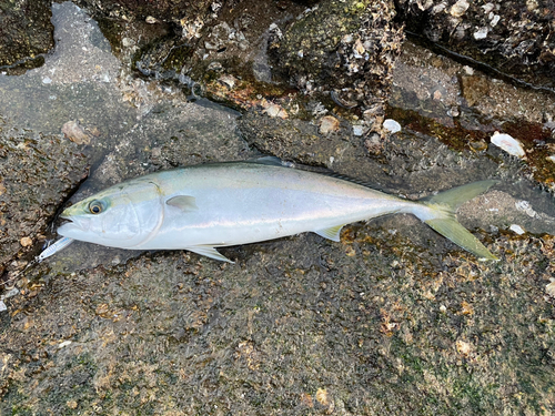 ハマチの釣果