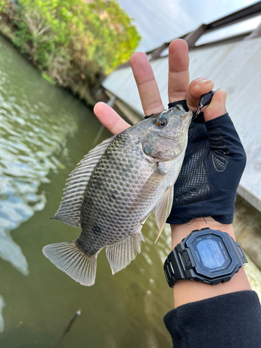 ティラピアの釣果