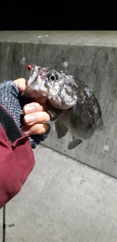 クロソイの釣果