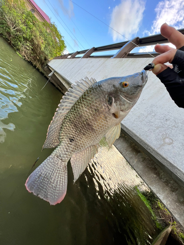 ティラピアの釣果