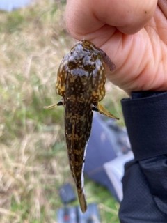 ヌマチチブの釣果