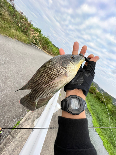 ティラピアの釣果