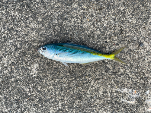 タカベの釣果