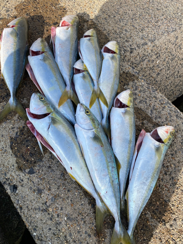 イナダの釣果