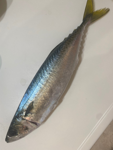 サバの釣果