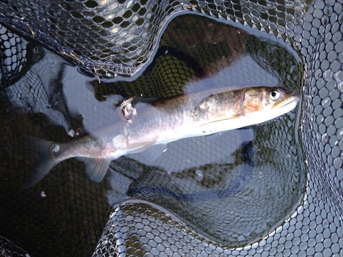 アユの釣果