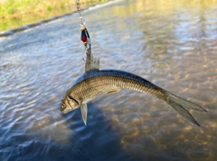 ニゴイの釣果