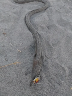 ダイナンウミヘビの釣果