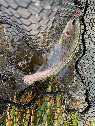 ニジマスの釣果