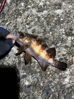 メバルの釣果