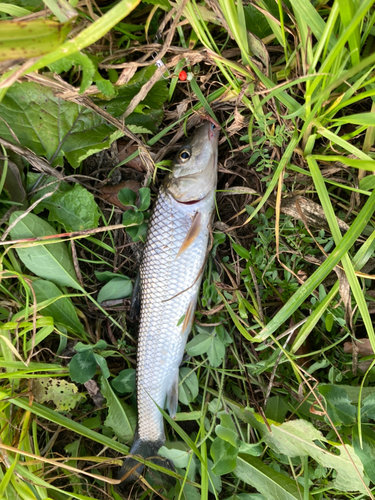 ニゴイの釣果