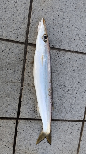 カマスの釣果