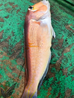 アマダイの釣果