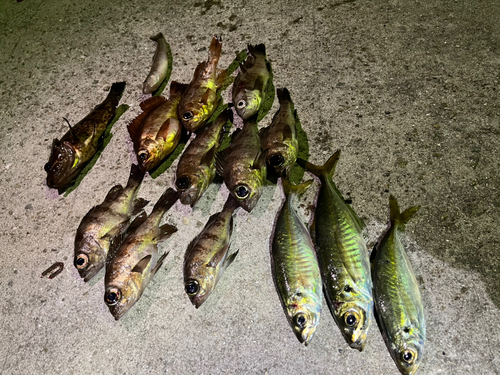 タケノコメバルの釣果