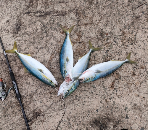 ハマチの釣果