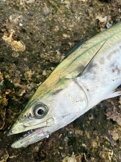 サゴシの釣果