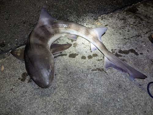 ドチザメの釣果