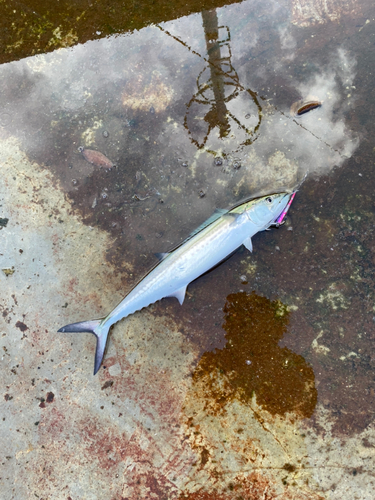 サゴシの釣果