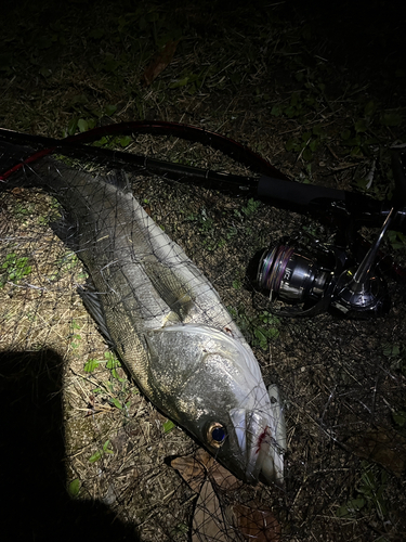 スズキの釣果