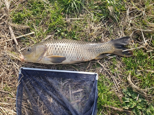 コイの釣果