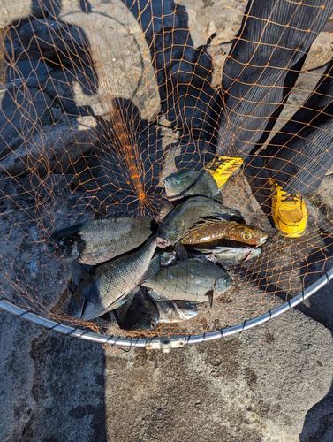 クチブトグレの釣果