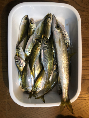 カマスの釣果