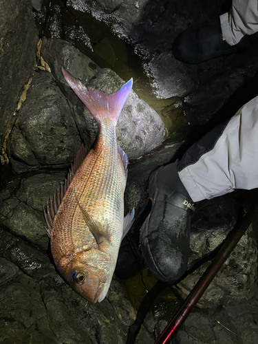 マダイの釣果