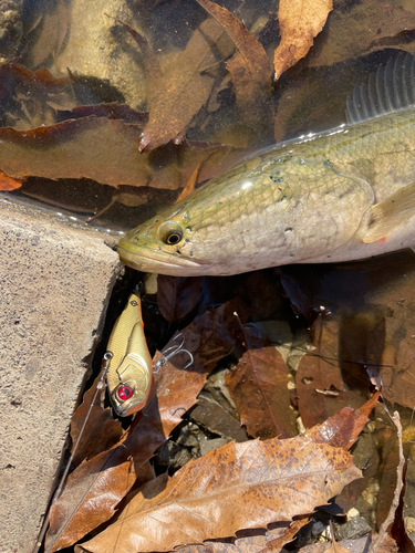 タイワンドジョウの釣果