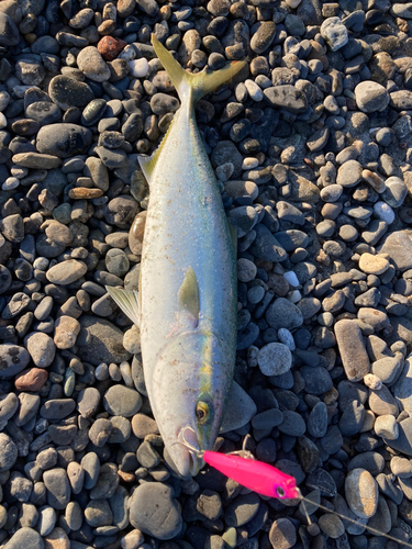 ハマチの釣果