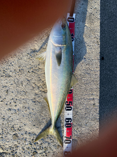 メジロの釣果