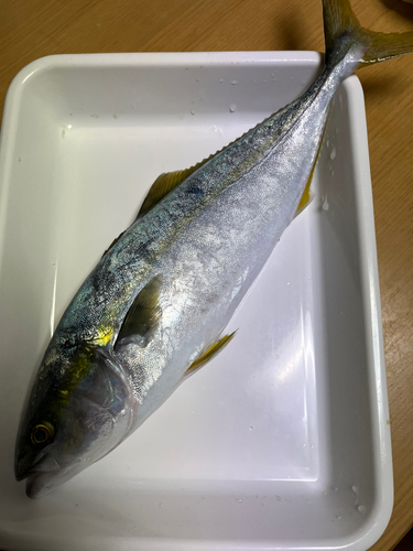 ヤズの釣果