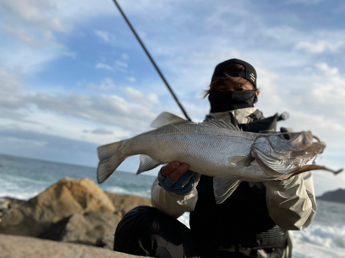 ヒラスズキの釣果