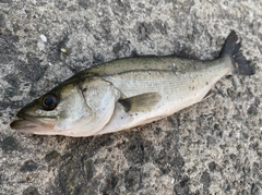 セイゴ（マルスズキ）の釣果