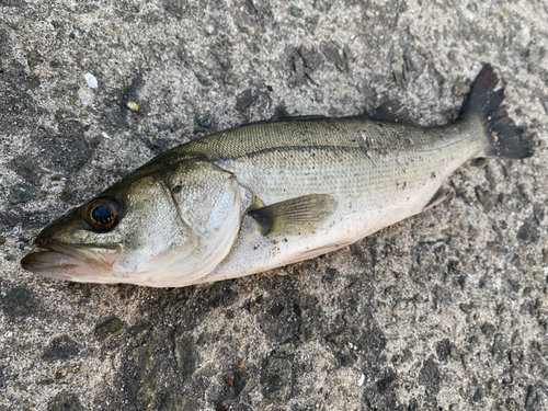 セイゴ（マルスズキ）の釣果