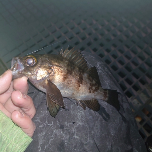 メバルの釣果