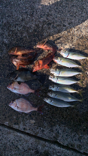 アジの釣果