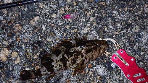 タケノコメバルの釣果