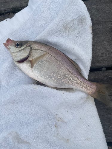 ウミタナゴの釣果