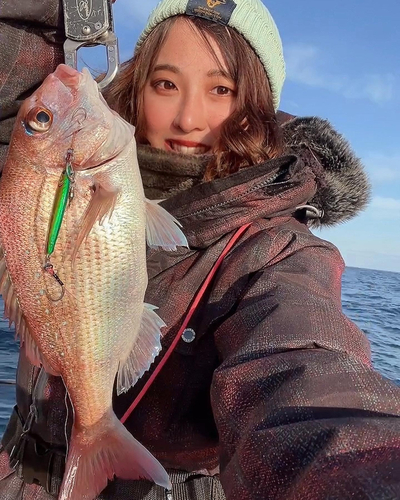 マダイの釣果