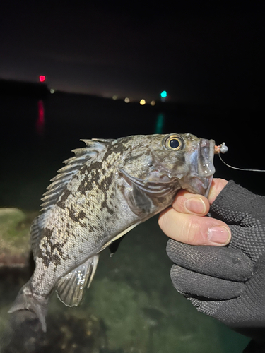 クロソイの釣果