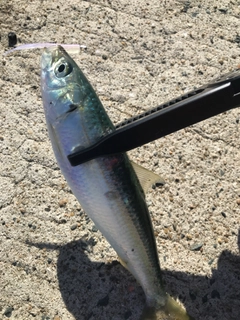サッパの釣果
