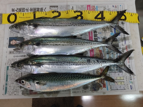 サゴシの釣果