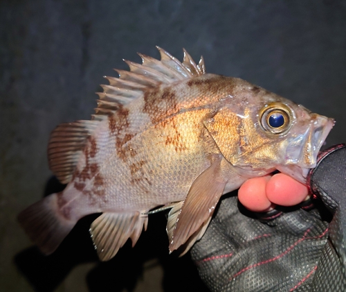 メバルの釣果